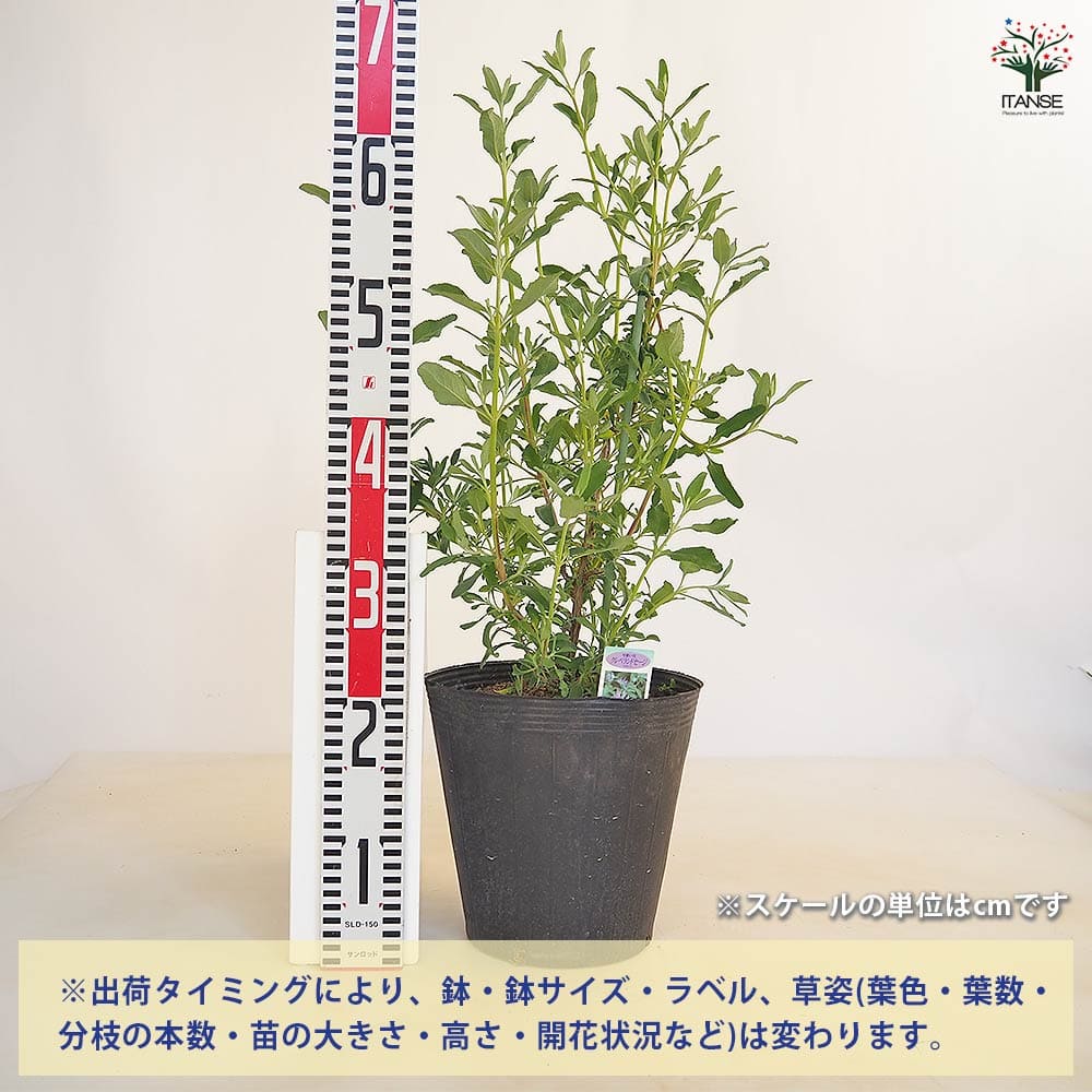 【送料無料】クレベラントセージ 【 ハーブの苗 7号／1個売り 】 ポプリ ヤクヨウ...