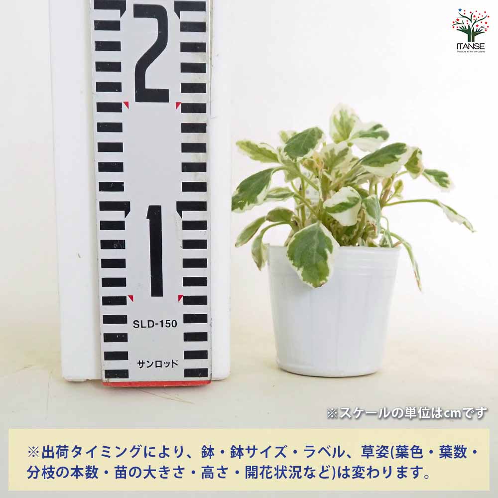 【送料無料】アロマティカス 斑入り 【 ハーブの苗 3号 】 ハーブ ハーブ苗 アロマ...