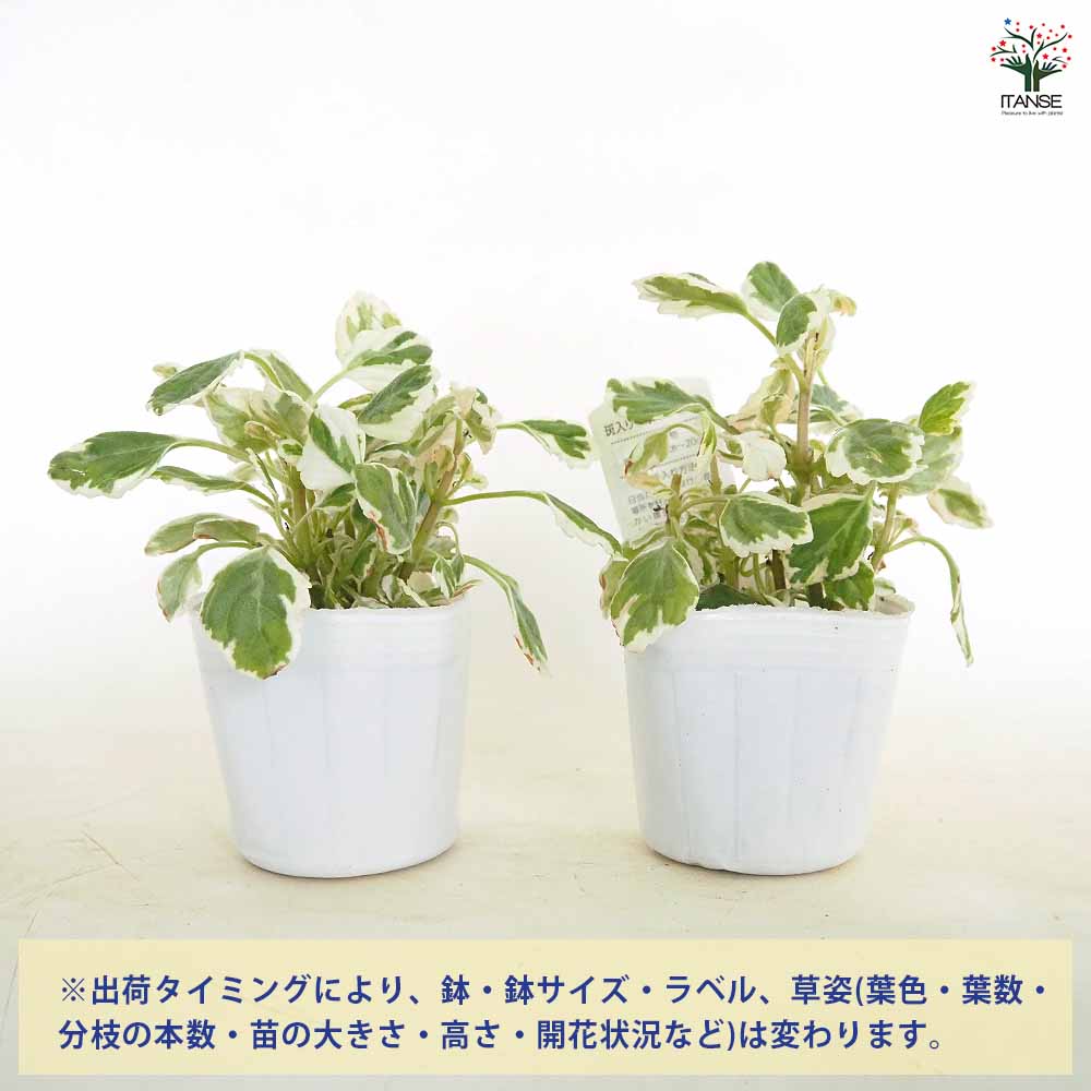 【送料無料】アロマティカス 斑入り 【 ハーブの苗 3号 】 ハーブ ハーブ苗 アロマ...