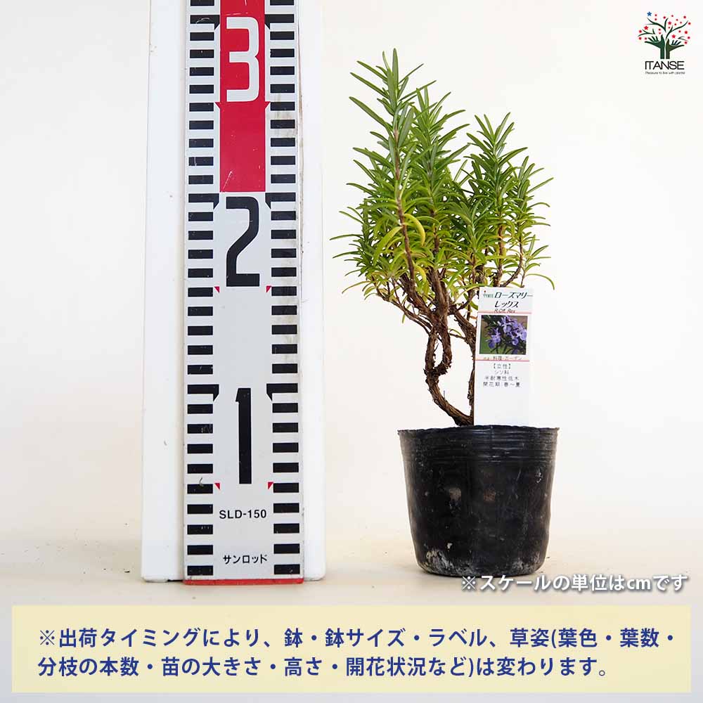 【送料無料】ローズマリー レックス 【 ハーブの苗 3号 】 ローズマリーの苗 herb ...