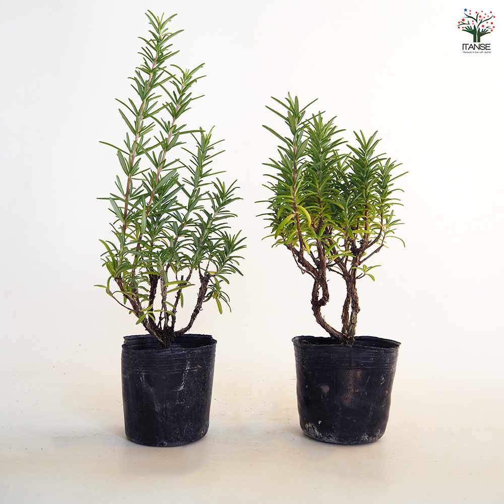 �ڥݥ����UP���ޥ饽����֡ۥ������ޥ꡼ ��å��� �� �ϡ��֤��� 3�� �� �������ޥ꡼���� herb �ϡ��� �ϡ����� �����ǥ˥� �����ڱ�