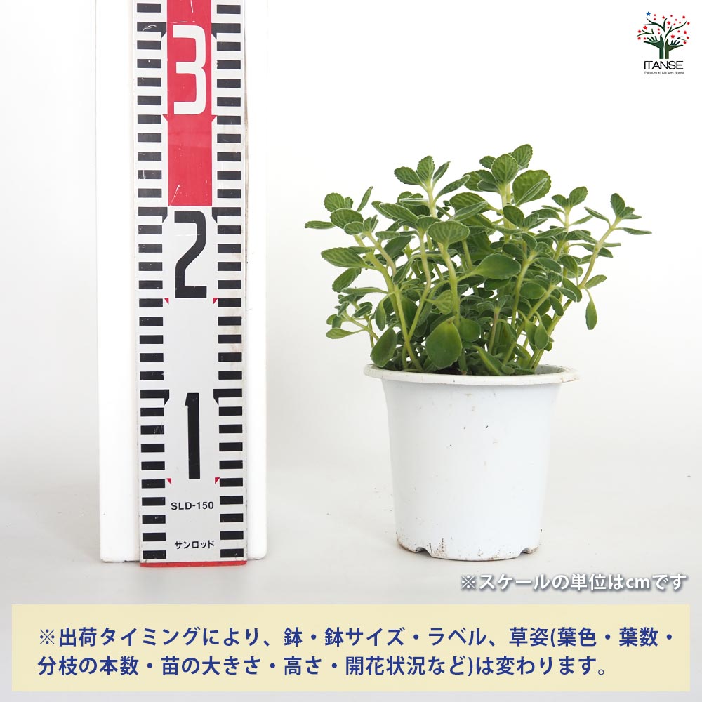 【送料無料】アロマティカスの苗 ハーブの苗 4号 ハーブ苗 苗 かんたん栽培 栽培 ...