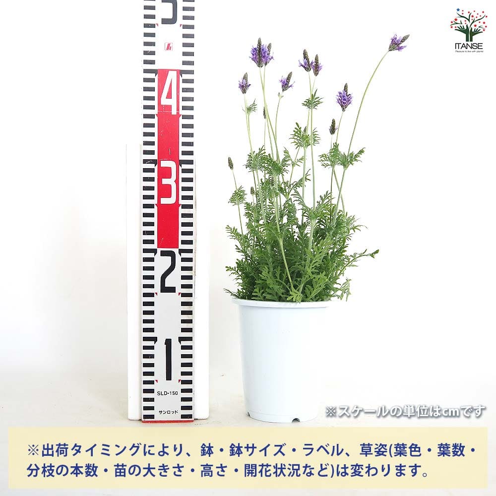 【送料無料】 レースラベンダー 【 ハーブの苗 4号 】 ハーブの苗 苗 ハーブ苗 ハ...