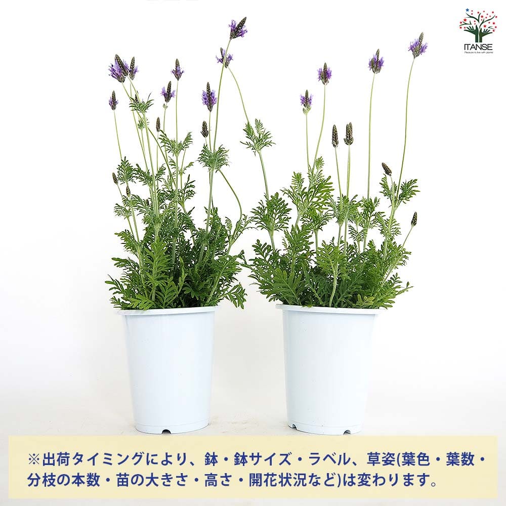 【送料無料】 レースラベンダー 【 ハーブの苗 4号 】 ハーブの苗 苗 ハーブ苗 ハ...