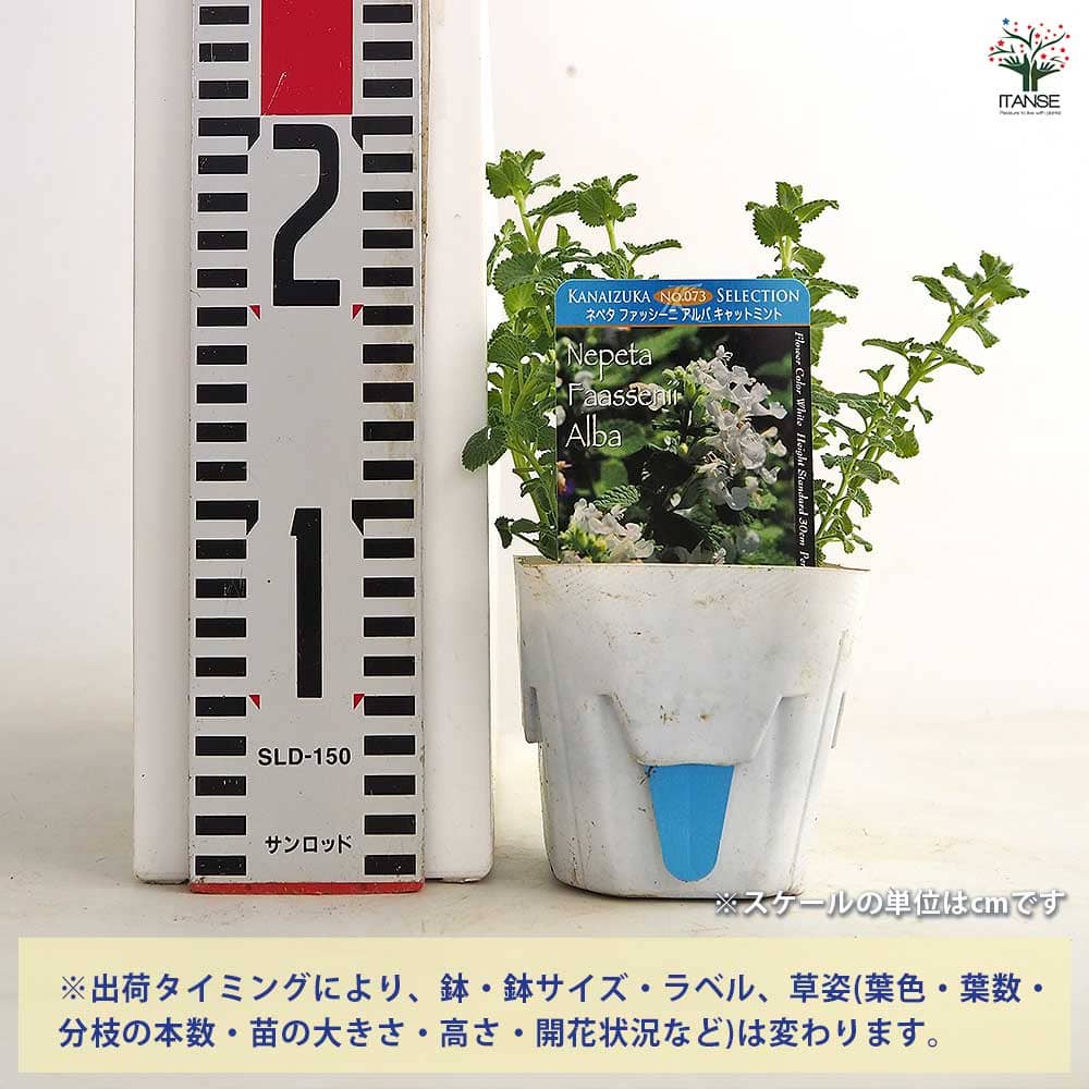 【送料無料】 キャットミント アルバ(ホワイト) 【 ハーブの苗 3.5号 】 ネペタ イ...