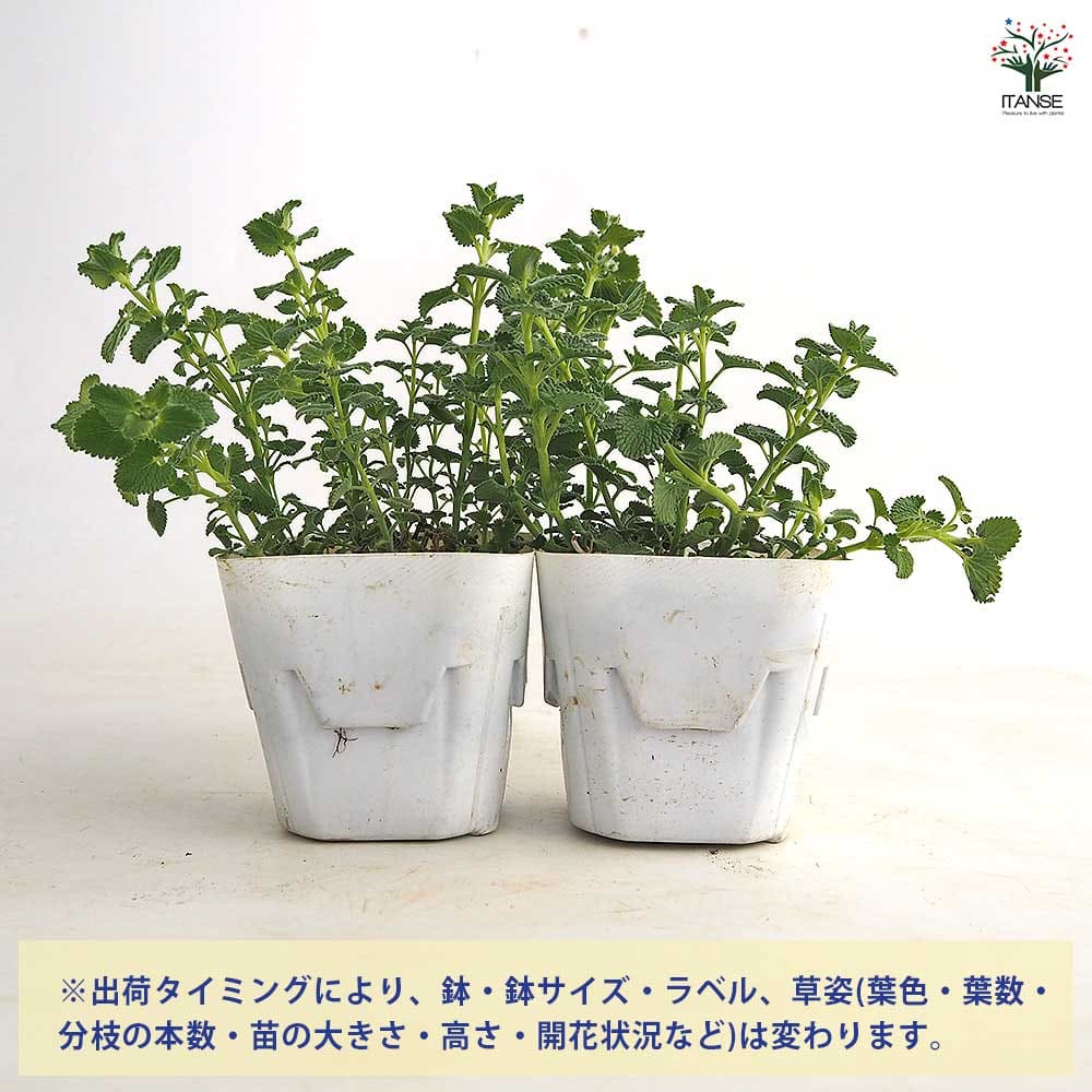 【送料無料】 キャットミント アルバ(ホワイト) 【 ハーブの苗 3.5号 】 ネペタ イ...
