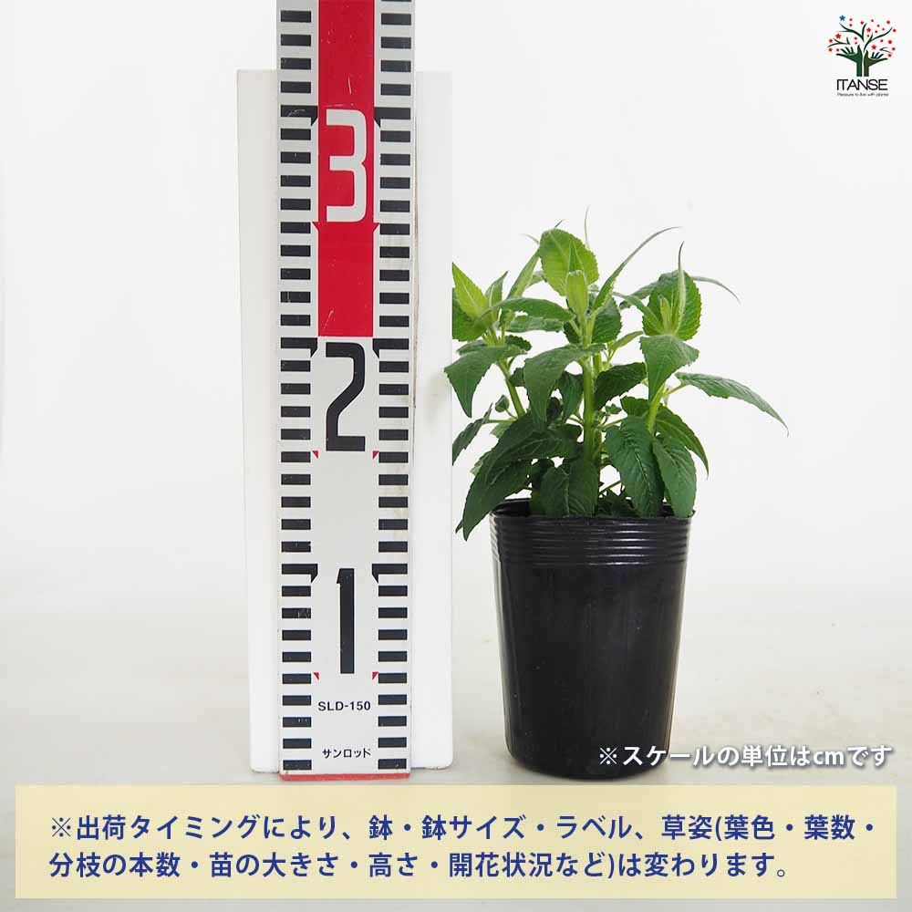 【送料無料】 ベルガモット(モナルダ) ビーマインシリーズ色見計らい 【 ハーブの...