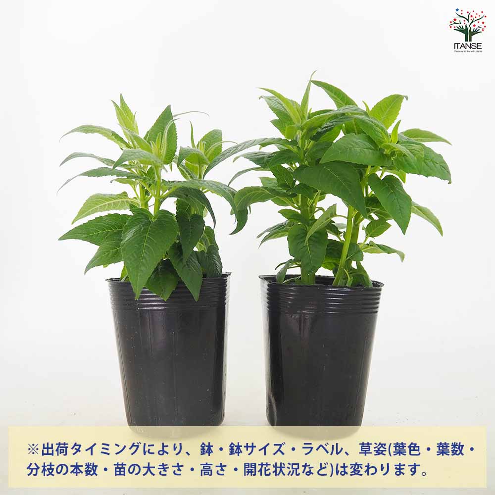 【送料無料】 ベルガモット(モナルダ) ビーマインシリーズ色見計らい 【 ハーブの...