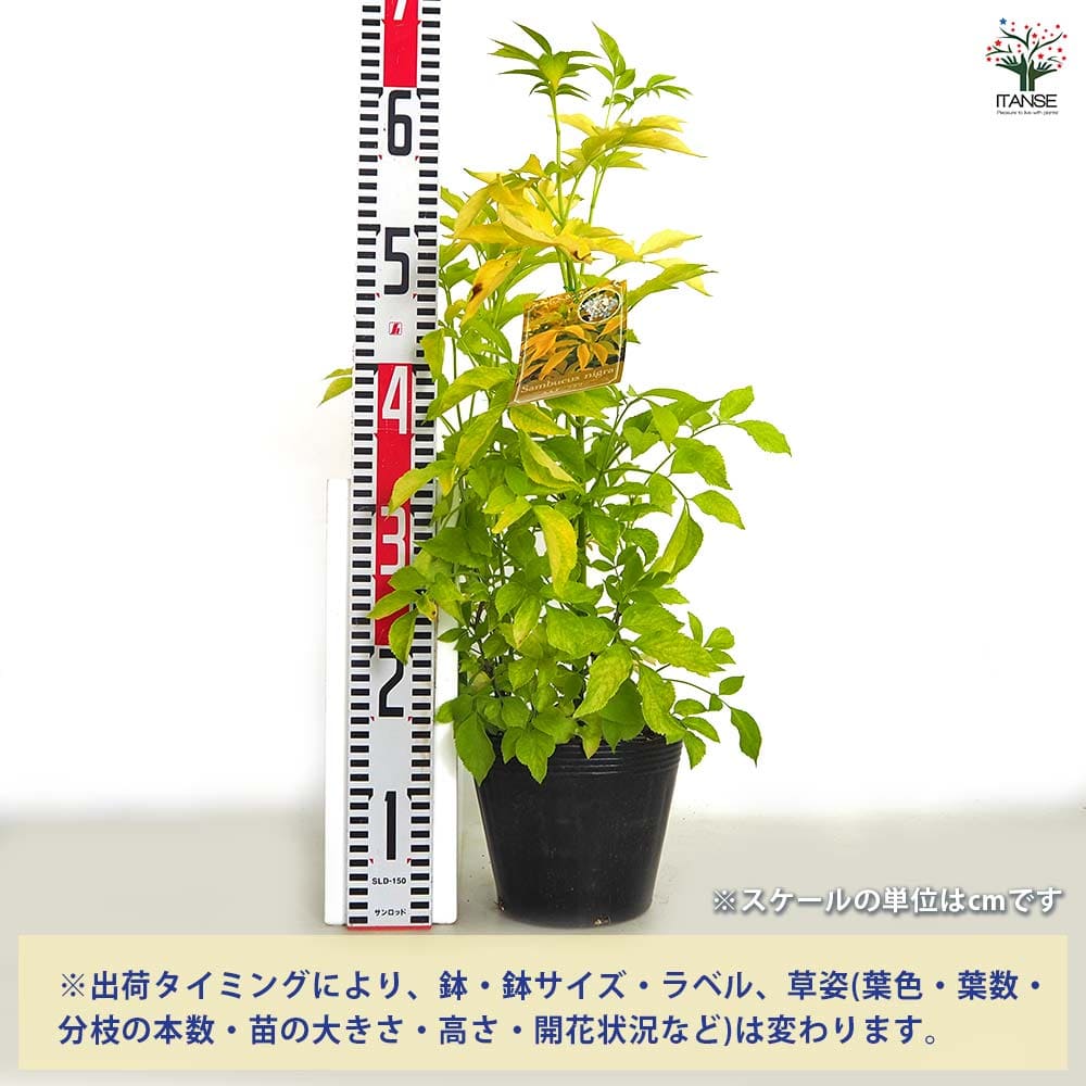 【送料無料】 エルダーベリー 黄金葉 【 ハーブの苗 5号／1個売り 】 エルダーフラ...