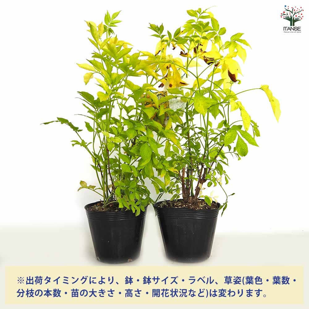 【送料無料】 エルダーベリー 黄金葉 【 ハーブの苗 5号／1個売り 】 エルダーフラ...