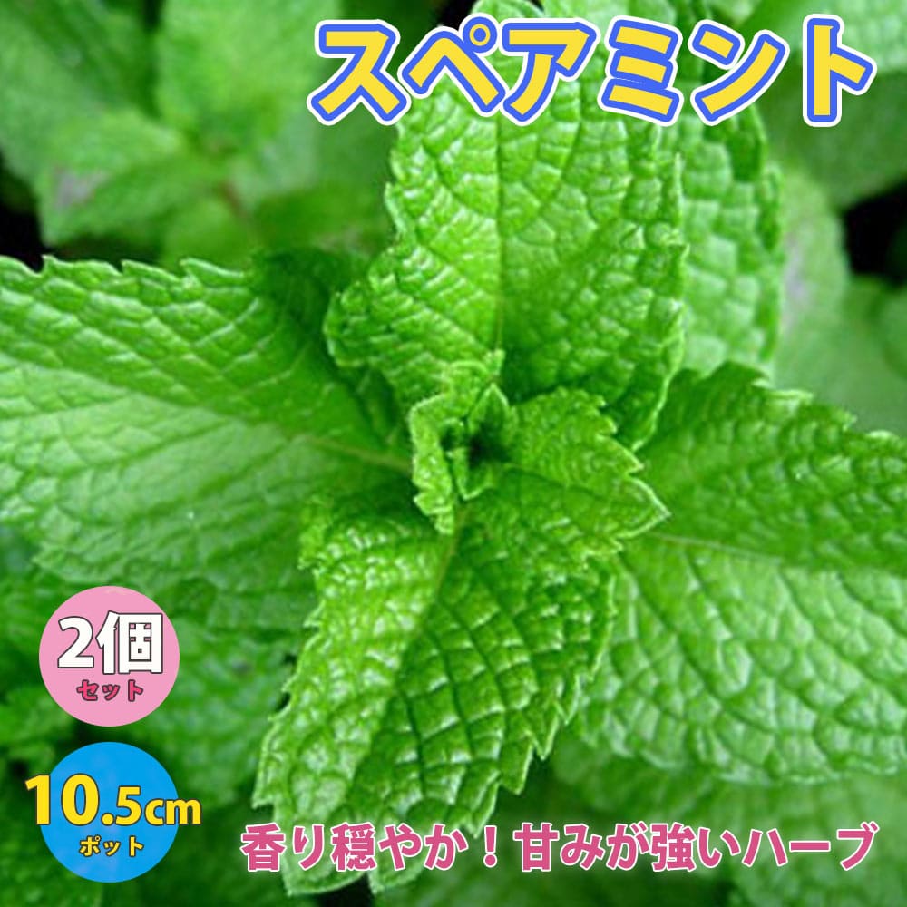 【送料無料】スペアミント【ハーブ苗 10.5cmポット/2個セット】ミント苗 大苗 ドライハーブ 農園 グランドカバー ベランダ 庭園 アロマテラピー ハーブティー 露地 料理 寄せ植え 鎮静作用のサムネイル