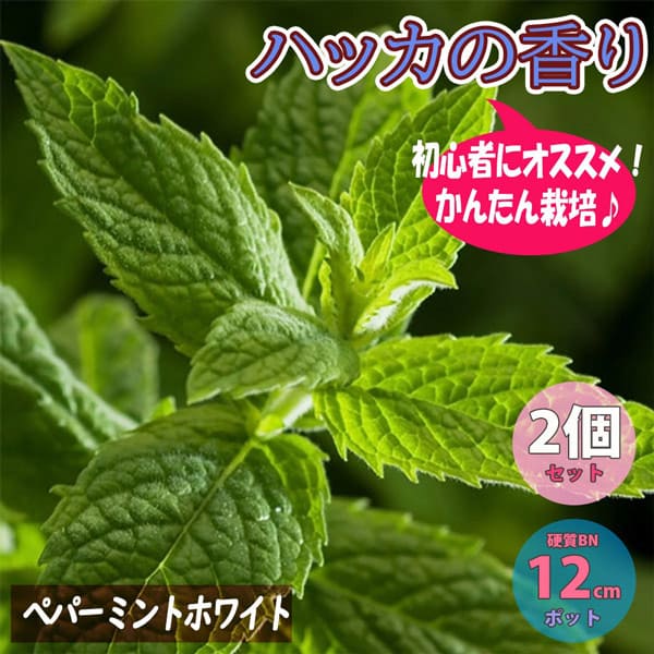 【マラソン中★ポイントUP】ペパーミント ホワイトハーブ【ハーブ苗 BN硬質12cmポット/2個セット】ミント苗 大苗 ドライハーブ 農園 グランドカバー ベランダ 庭園 アロマテラピー ハーブティー 露地 料理 レシピのサムネイル