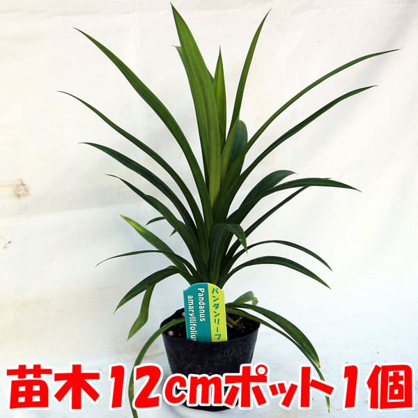 苗 ハーブ ハーブ苗 香辛料 鑑賞 栽培 庭園 菜園 新鮮 農場 ベランダガーデニング 家庭菜園 簡単栽培 鉢植え 庭植え プランター ハーブティー 料理 バイトゥーイ 苗木 ニオイタコノキ キッチンハーブ レシピ タコノキ ニオイアダン リーフ パンダンリーフ ランペ