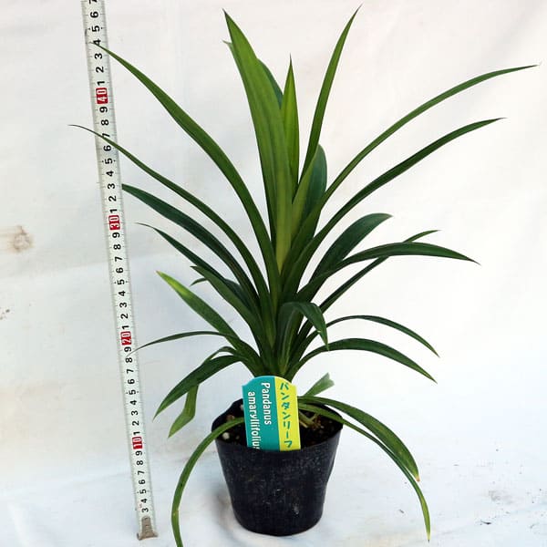 苗 ハーブ ハーブ苗 香辛料 鑑賞 栽培 庭園 菜園 新鮮 農場 ベランダガーデニング 家庭菜園 簡単栽培 鉢植え 庭植え プランター ハーブティー 料理 バイトゥーイ 苗木 ニオイタコノキ キッチンハーブ レシピ タコノキ ニオイアダン リーフ パンダンリーフ ランペ