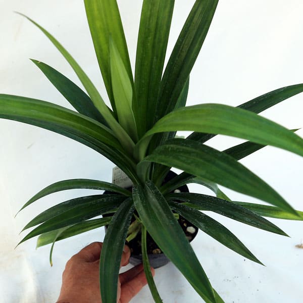 苗 ハーブ ハーブ苗 香辛料 鑑賞 栽培 庭園 菜園 新鮮 農場 ベランダガーデニング 家庭菜園 簡単栽培 鉢植え 庭植え プランター ハーブティー 料理 バイトゥーイ 苗木 ニオイタコノキ キッチンハーブ レシピ タコノキ ニオイアダン リーフ パンダンリーフ ランペ