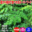 モリンガモリンガ 奇跡の木 苗木 希少 リーフ 栄養素 食用 常緑樹 通年植付け フリッシュリーフ 年中植付け 苗木 食糧支援 冬越し 温暖化対策