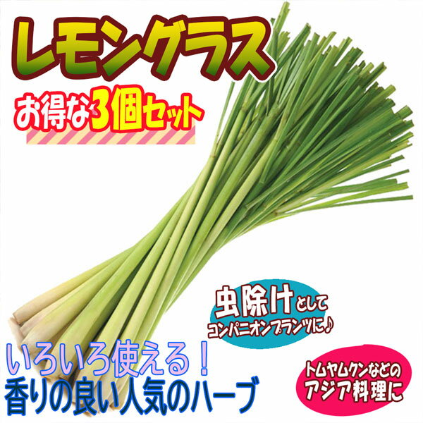 【送料無料】レモングラス【ハーブ苗 9cmポット/3個セット】庭植え グランドカバー ベランダ 庭園 クラフト herb ギフト 精油 アロマテラピー ポプリ ハーブティー 露地植え