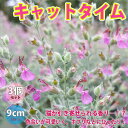 【送料無料】キャットタイム 【ハーブ苗 9cmポット/3個セ...