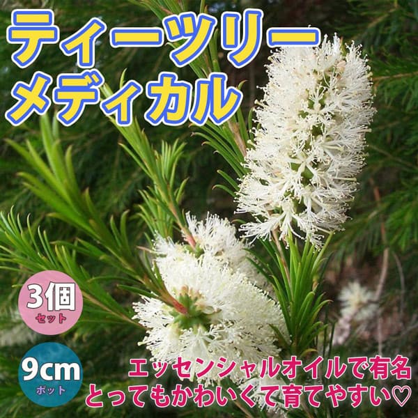 【単品 / 3個セット 】タイム 這性 ロンギカウリス 3〜3.5号ポット苗花苗 多年草 宿根草 グランドカバー イングリッシュガーデン 香り ハーブ ハーブ苗 耐寒性 耐暑性 ピンク 香り クリーピングタイム 花壇