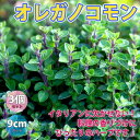 【送料無料】オレガノ コモン ハーブ苗 9cmポット 3個セット ドライハーブ 農園 グランドカバー ベランダ 庭園 アロマテラピー ハーブティー 露地 料理 レシピ 寄せ植え 寄植 送料無料 即納