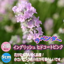 ラベンダーの苗イングリッシュヒドコートピンク【ハーブの苗 9cmポット苗／お買い得2個セット】ラベンダーの苗 ラベンダー苗 フレンチラベンダー ラヴェアンナ ハーブ苗 ハーブの苗 花の苗 家庭菜園 ガーデニング