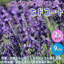【P2倍★マラソン期間中】イングリッシュヒドコート (濃い紫色の花) ラベンダー【ハーブの苗 9cmポット /お買い得2個セット】ラベンダーの苗 ラベンダー苗 ...
