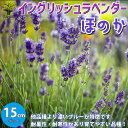 【P2倍★マラソン期間中】ほのか ラベンダーの苗【ハーブの苗 5号鉢 /1個売り】ラベンダーの苗 ラベンダー苗 フレンチラベンダー ラヴェアンナ ハーブ苗 ハー...