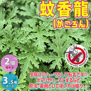 蚊よけや虫除けができる植物！飾れる最強ハーブを教えてください