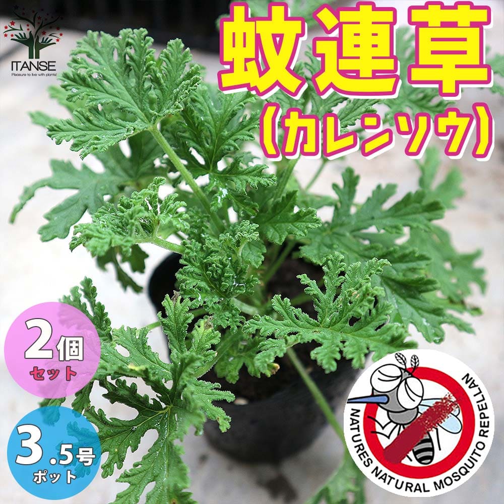 【10％OFFクーポン配布中】蚊連草（かれんそう） 蚊よけハーブの苗【ハーブの苗 10.5cm ／お買い得2個セット】蚊香龍 かころん カコロン 蚊香龍の苗 蚊よらず 芳香剤 虫よけ 蚊よけ 防虫ハーブ 虫対策 蚊よらずの苗 アルテメシアの苗