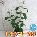 ITANSE レモンユーカリ ハーブの苗 3.5号ポット苗 1個売り レモンユーカリ苗 シトリオドラ レモンユーカリの苗木 観葉植物 リビング オフィス 送料無料 即納