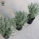 ITANSE ラベンダー ラバンジン グロッソ ハーブの苗 3.5号ロングポット苗 お買い得3個セット ラベンダーの苗 herb ハーブ ハーブ苗 ガーデニング 家庭菜園 送料無料 即納