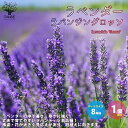 【ポイント2倍★マラソン期間】ラベンダーの苗 ラバンジン グロッソ ハーブの苗 8号鉢 大苗 1個売り ラベンダーの苗 ラベンダー苗 フレンチラベンダー ラヴェ...