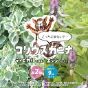 【送料無料】こっちに来ないで!コリウスカニナ エッジ&ティピカル 2品種各2個 合計4個セット ハーブの苗 9cmポット苗 2品種各2個:合計4個セット 猫よけハーブ ねこよけ ネコ対策 猫対策 忌避 コリウス カリナ PVP 送料無料 即納