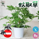 ITANSE 蚊取草 ( カトリソウ ) ( 蚊連草 ) ( センテッドゼラニウム ) ハーブの苗 4号 お買い得8個セット 蚊よらず苗 蚊連草 かれんそう カレンソウ 虫除けの苗 虫除けのハーブ 送料無料 即納