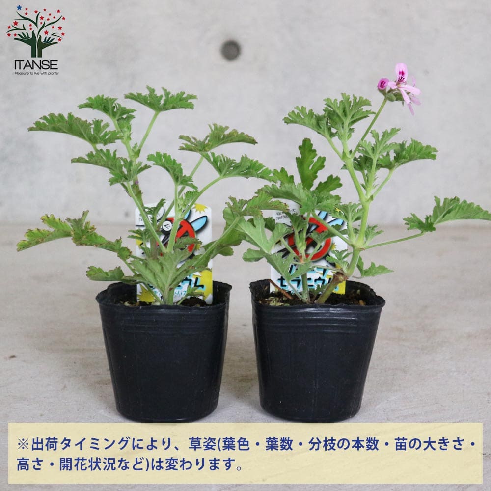 ハーブ苗 ハーブの苗 料理 ハーブティー ガーデニング 家庭菜園 簡単栽培 ベランダ菜園 鉢植え 庭植え 寄植え プランター 香り ハーブゼラニウム 虫除けの苗 モスキートバスター あす楽 国内外の人気集結 香辛料 蚊よらず苗 虫除けのハーブ かれんそう 蚊連草 癒やし