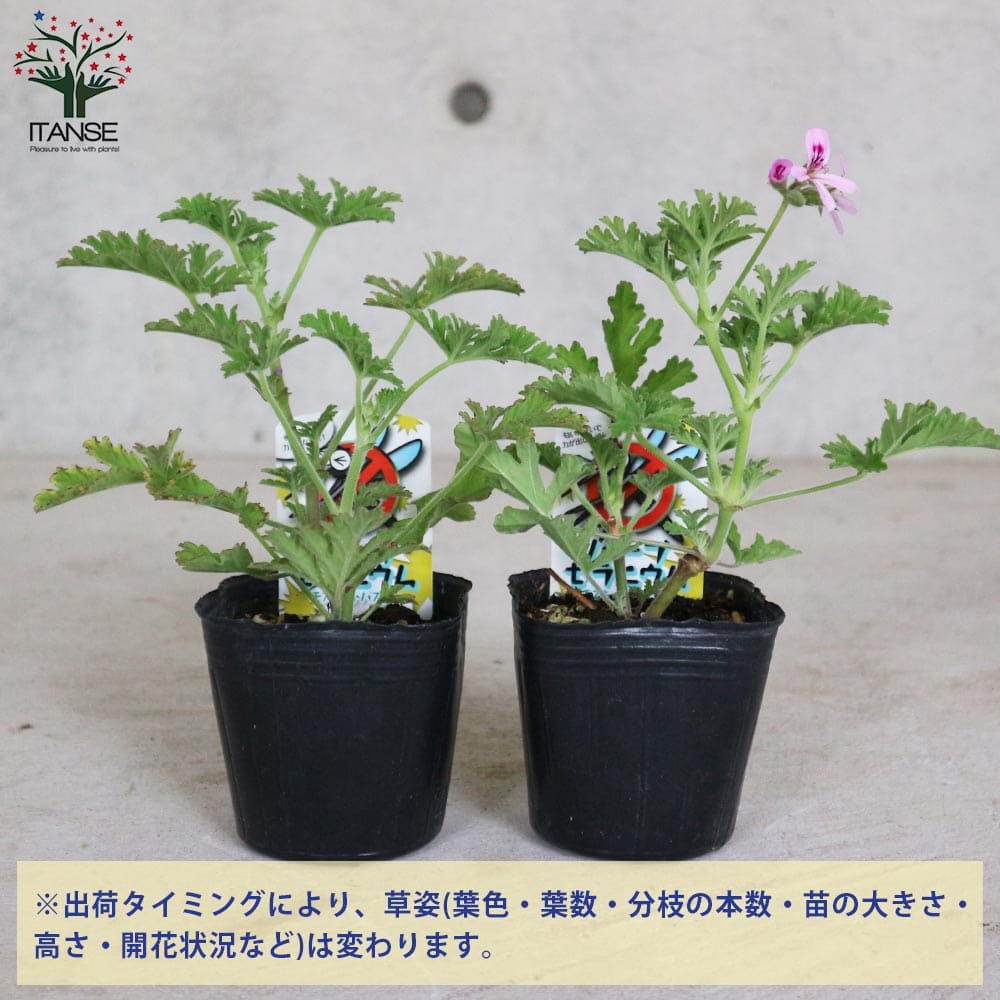 ハーブ苗 ハーブの苗 料理 ハーブティー ガーデニング 家庭菜園 簡単栽培 ベランダ菜園 鉢植え 庭植え 寄植え プランター 香り かれんそう 蚊よらず苗 虫除けの苗 蚊連草 防虫 虫除けのハーブ 癒やし キッチン カレンソウ 35 Off モスキートバスター あす楽 ハーブ