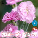 【送料無料】クローブ ピンク 【ハーブの苗 耐寒性多年草 9cmポット／お買い得3個セット】オランダセキチク セイヨウセキチク ポプリやサシェや切り花などでも楽しめます