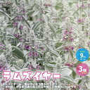 ラムズイヤー【ハーブの苗 耐寒性多年草 9cmポット／お買い得3個セット】ワタチョロギ シルバーリーフ カラーリーフ 切り花やドライフラワーとしても人気