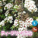 【P2倍★マラソン期間中】ティーツリーマヌカ【ハーブの苗 多年草 9cmポット/お買い得3個セット】レプトスペルマム ニュージーランドティーツリー、御柳梅(ギョ...