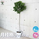 【P2倍★マラソン期間中】月桂樹(ゲッケイジュ)【ハーブの苗 スタンド仕立て 8号鉢大苗/1個売り】樹木 月桂樹 ゲッケイジュ げっけいじゅ Laurus no...