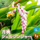 【P2倍★マラソン期間中】月桃(ゲットウ) シェルジンジャー【ハーブの苗 12cmポット/1個売り】ハーブの苗 月桃 ゲットウ シェルジンジャー ハナソウカ サ...