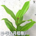 【送料無料】ローリエ ( 月桂樹 ) ハーブの苗 10.5cmポット ローレル ゲッケイジュ スパイス ハーブ クッキングハーブ 送料無料 即納