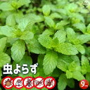 【 送料無料 】 虫よらず 【 忌避 ハーブ 苗 9cm 】 シソ科 ハッカ属 耐寒性 多年草 Japanesemint 日本薄荷 和ハッカ メントール 成分 ...