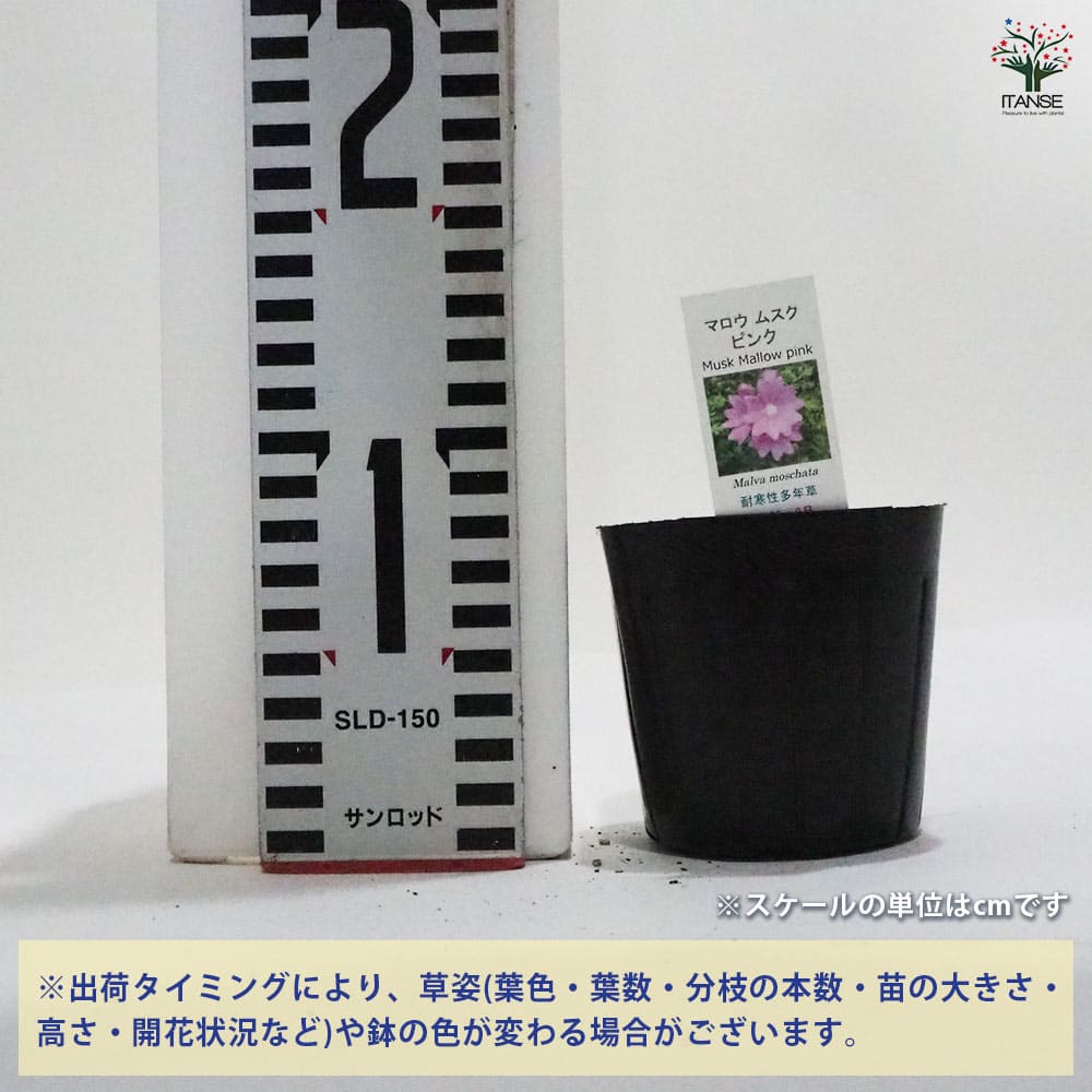 【送料無料】ムスクマロウ ハーブの苗 9cmポット herb ハーブ ハーブ苗 ガーデニン...