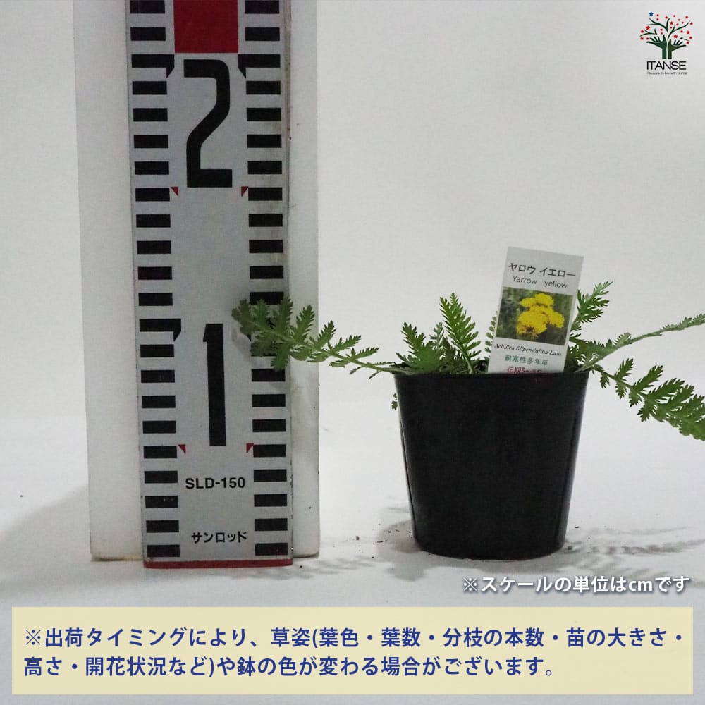 【送料無料】ヤロウ イエロー ハーブの苗 9cmポット herb ハーブ ハーブ苗 ガーデ...