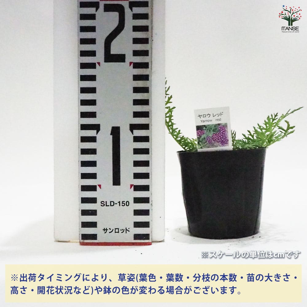 【送料無料】ヤロウ レッド ハーブの苗 9cmポット herb ハーブ ハーブ苗 ガーデニ...