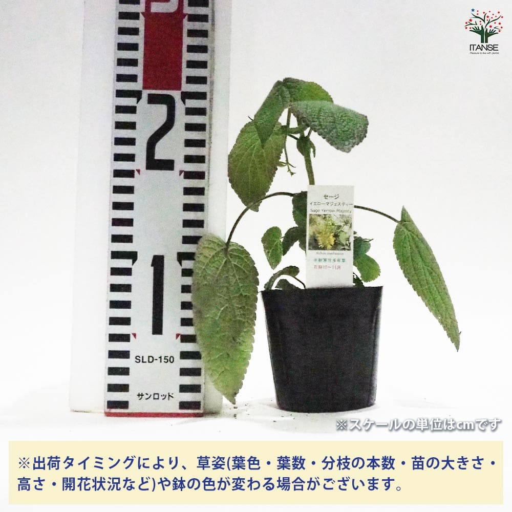 【送料無料】セージ イエローマジェスティ ハーブの苗 9cmポット 食用ハーブ 消化 ...