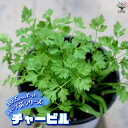 【P2倍★マラソン期間中】チャービル【おうちで簡単!育てやすい10.5cmポットハーブ苗シリーズ!】【ハーブの苗 10.5cm】根張り・大きさ・選別が良いので、...