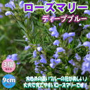 【送料無料】ローズマリーディープブルー【ハーブ苗 9cmポット/3個セット】ローズマリー苗 ドライハーブ 農園 グランドカバー ベランダ 庭園 アロマテラピー ハーブティー 露地 料理 レシピ 寄せ植え