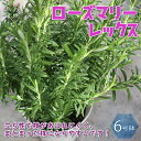 ローズマリー レックス【6号大苗ロング鉢 ／1個売り】ローズマリーの苗 苗木 herb ハーブ ハーブ苗 家庭菜園 料理 スパイス 香辛料 鑑賞 栽培 庭園菜園 ボタニカルライフ ベランダガーデニング ベランダ菜園 ポプリ